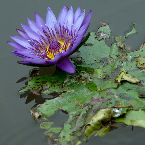 花開在六月