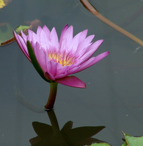 花開在六月