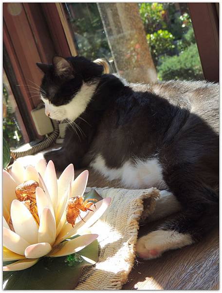 DSCN0915.JPG DSCN0915.JPG