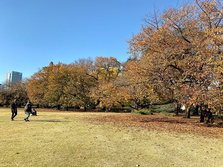 [東京] 新宿御苑，市區絕美賞楓景點推薦！  紅葉季 門票 