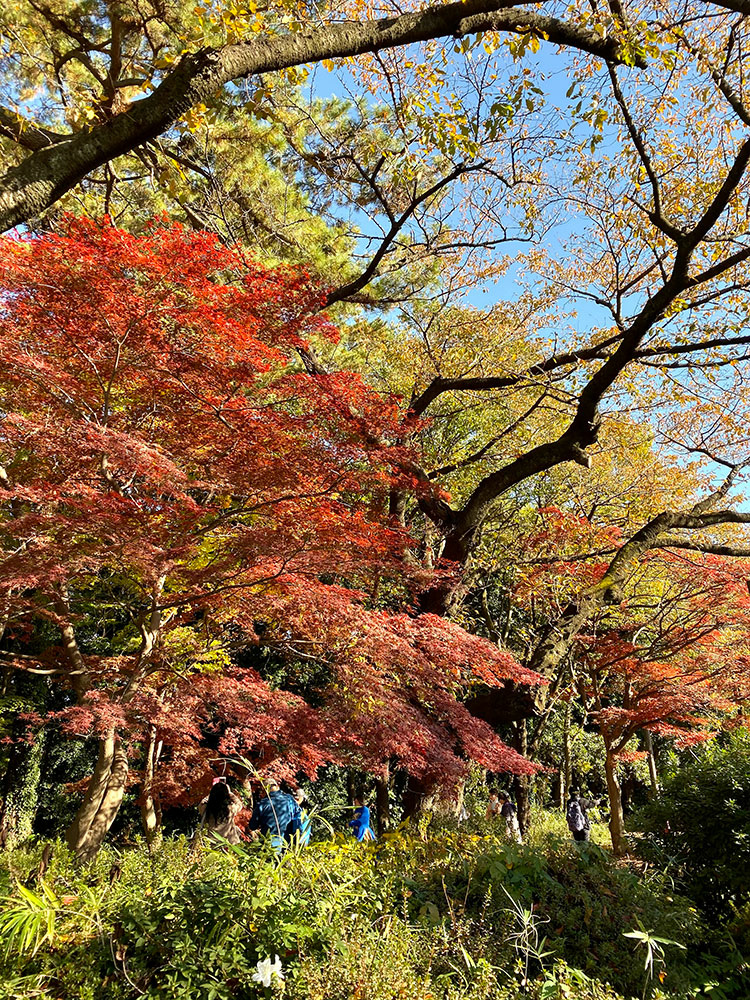 [東京] 新宿御苑，市區絕美賞楓景點推薦！  紅葉季 門票 