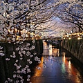 cherry-blossoms-nakameguro_73332_990x742.jpg