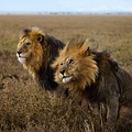 lion-pair-nichols_72408_990x742.jpg