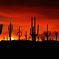 Saguaros__Sonoran_Desert__Arizona