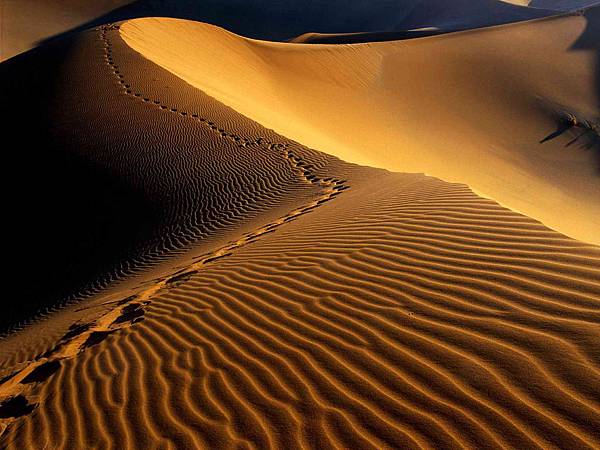 Footprints__Namib_Desert__Namibia__Africa