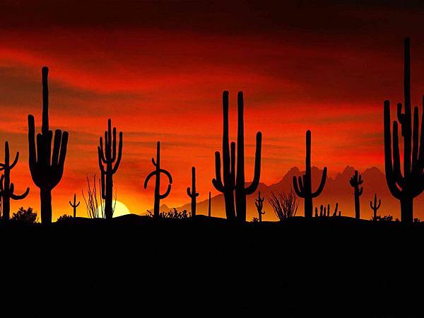 Saguaros__Sonoran_Desert__Arizona