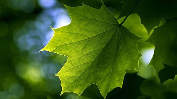 Green-maple-leaf-close-up_1366x768