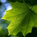 Green-maple-leaf-close-up_1366x768