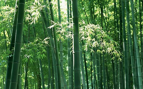 1920Bamboo_1001