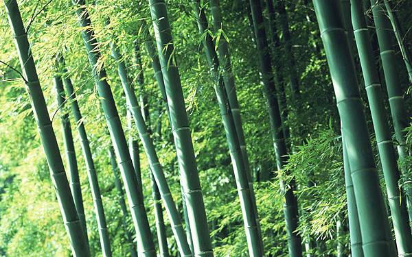 1920Bamboo_1002