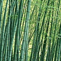 1920Bamboo_1011 (1)