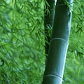 1920Bamboo_1019