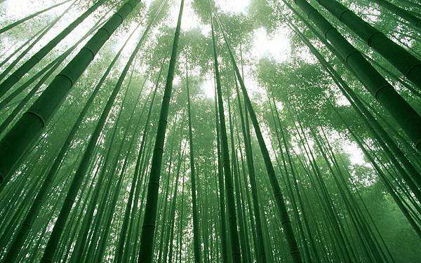 1920Bamboo_1037