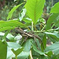 P1000587.JPG