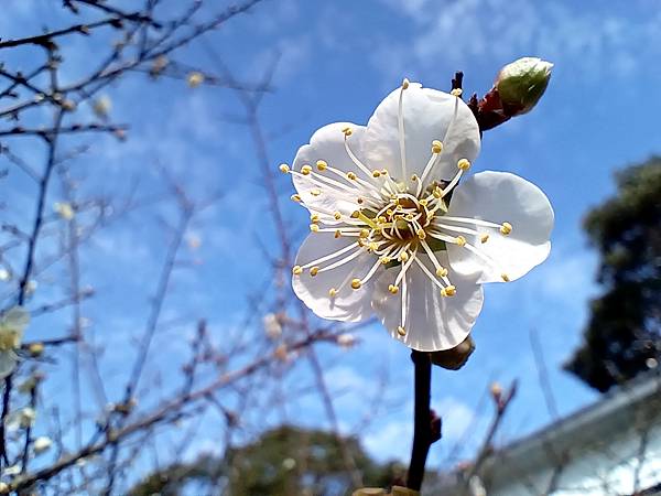 113/01/06梅嶺~太山梅子雞~萬佛寺