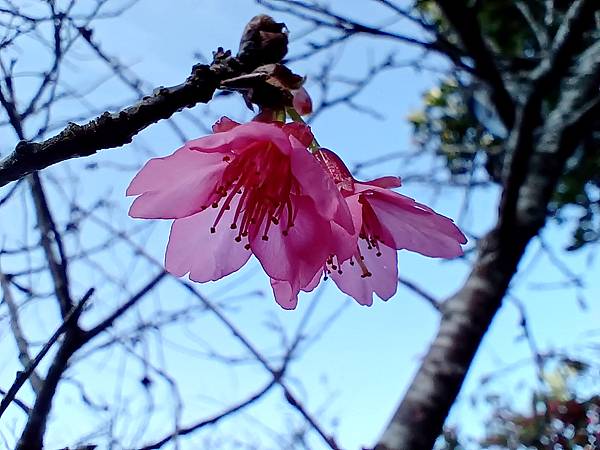 113/01/06梅嶺~太山梅子雞~萬佛寺