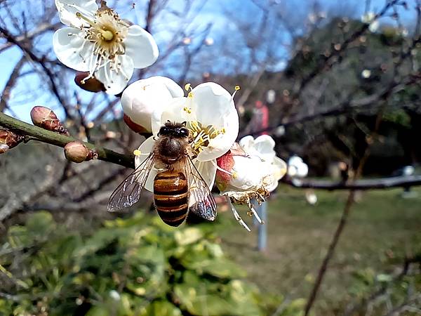 113/01/06梅嶺~太山梅子雞~萬佛寺