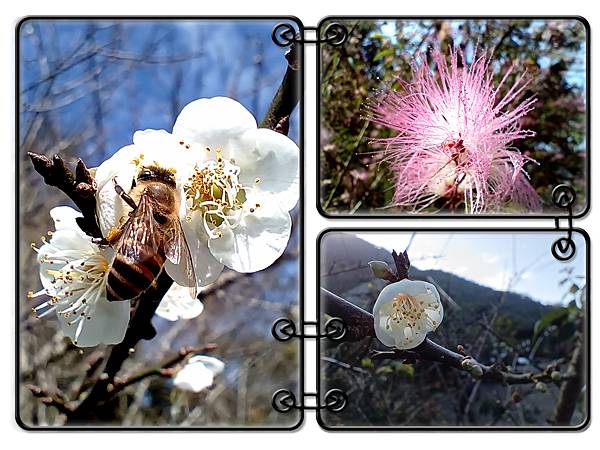 113/01/06梅嶺~太山梅子雞~萬佛寺