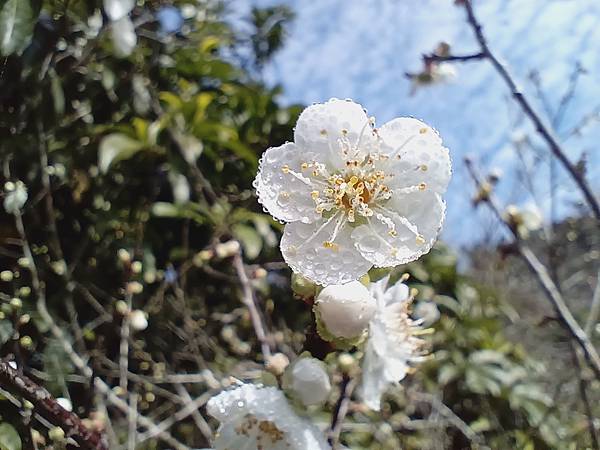 113/01/06梅嶺~太山梅子雞~萬佛寺