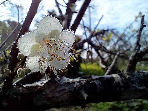 113/01/06梅嶺~太山梅子雞~萬佛寺