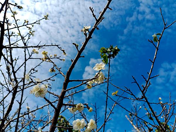 113/01/06梅嶺~太山梅子雞~萬佛寺