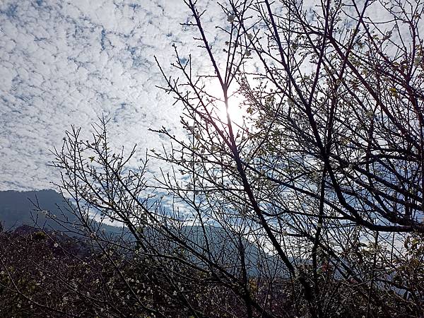 113/01/06梅嶺~太山梅子雞~萬佛寺