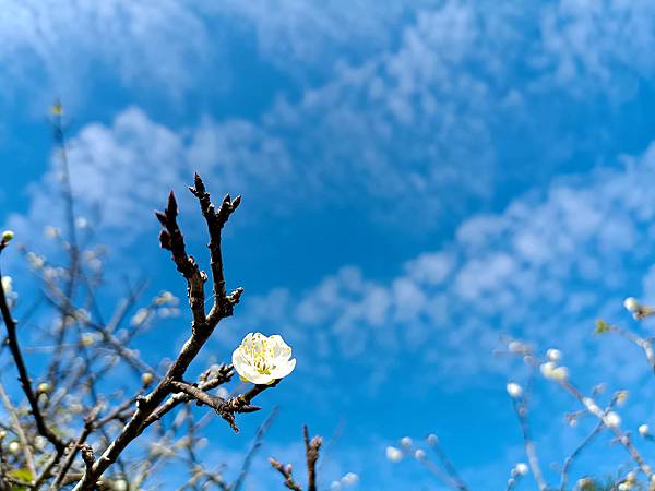 113/01/06梅嶺~太山梅子雞~萬佛寺