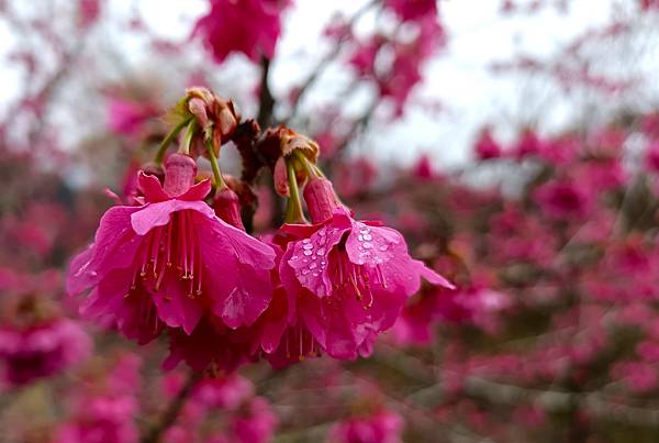 113/01/24奮起湖賞櫻花