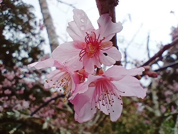 113/01/24奮起湖賞櫻花