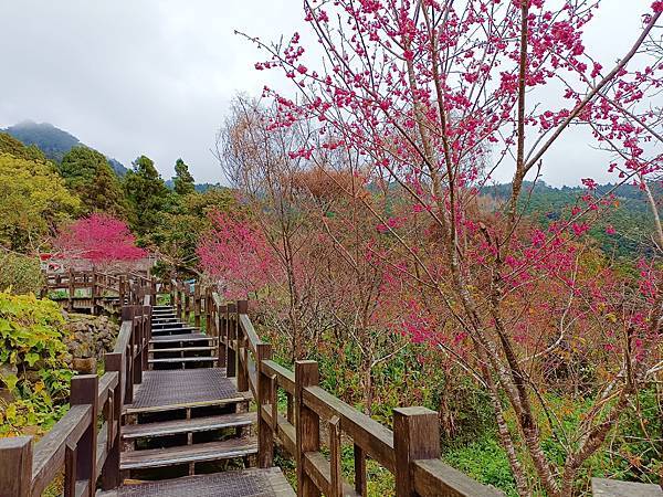 113/01/24奮起湖賞櫻花