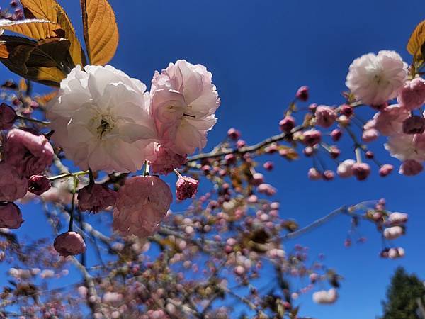 113/04/02星宇旅遊~阿里山一日遊