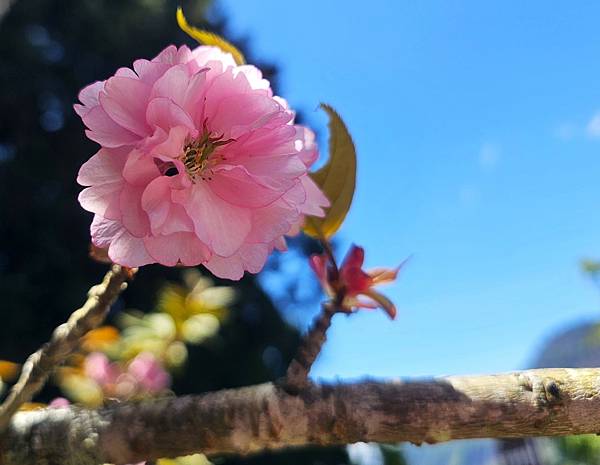 113/04/02星宇旅遊~阿里山一日遊