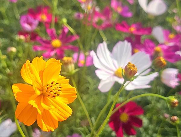 114/11/9~~台中花毯節