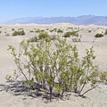 Death Valley-Mesquite Flat Sand Dunes05.JPG