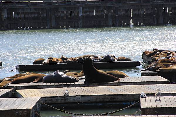 San Francisco-Fisherman's Wharf04.JPG