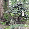 兼六園04.JPG