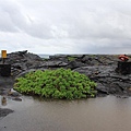 Hawaii Volcanoes National Park 24.JPG