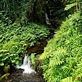 Akaka Falls 06.JPG