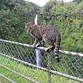 Akaka Falls 03.JPG