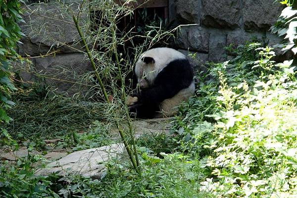 北京-北京動物園07.jpg