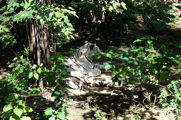 北京-北京動物園09.jpg