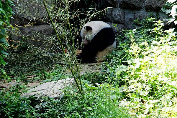 中國北京-北京動物園.jpg
