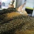 貓肥背…毛整理的真乾淨！