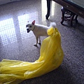 DSC00310.JPG