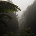 我在衫林溪天氣霧