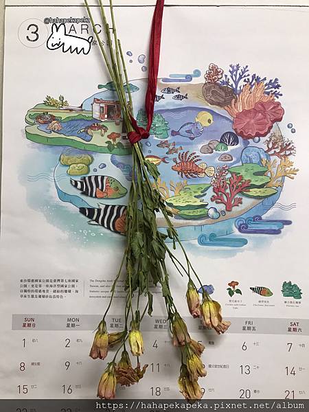 乾燥花 玫瑰 滿天星 新手 製作