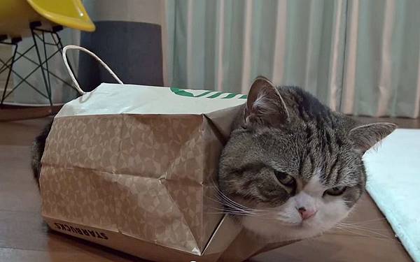 maru-cat-wearing-new-bag-video (1).jpg