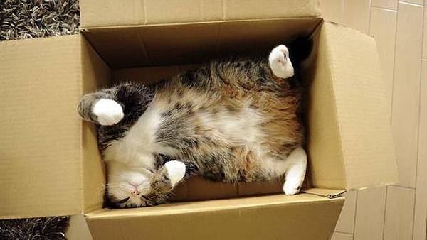 貓愛盒子.jpg