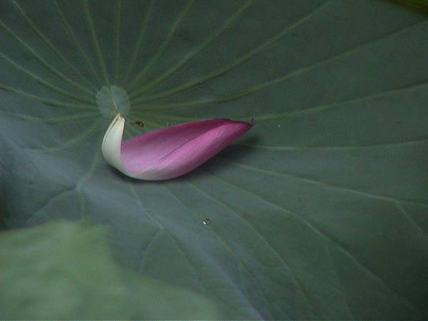 [問題] 有思覺失調可以做接觸國小生的工作嗎