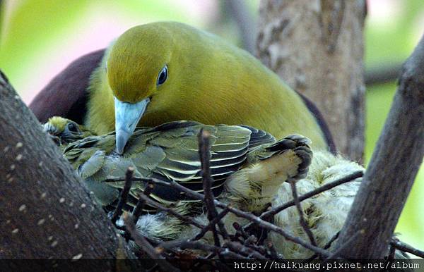 綠鳩雛鳥拍攝紀錄〈上〉